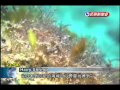 Divers Thrilled To Spot Miniscule Hairy Shrimp In Waters Off Kenting