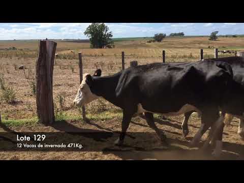 Lote 12 Vacas de Invernada 5 HO- 3 HE-HO- 2HO.NO- 2 HE 471kg -  en Ruta 12 km 126,5