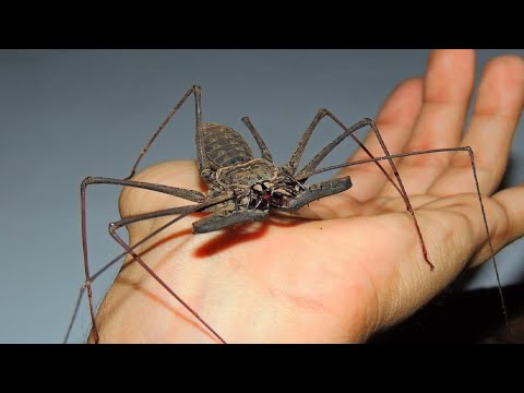 Conheça o Amblipígio, o aracnídeo diferente que aparece no filme do Harry Potter.