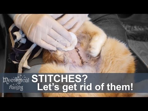 Neutering: How to Remove Stitches?