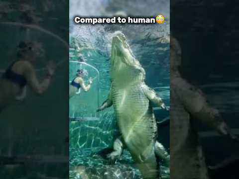 Things that are bigger then you think -Animal edition #scary #amazing #huge #relatable