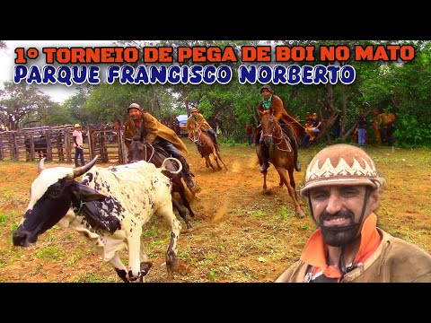 1° TORNEIO de pega de boi no mato no parque Francisco Norberto #romariofeitosa #pegadeboinomato 