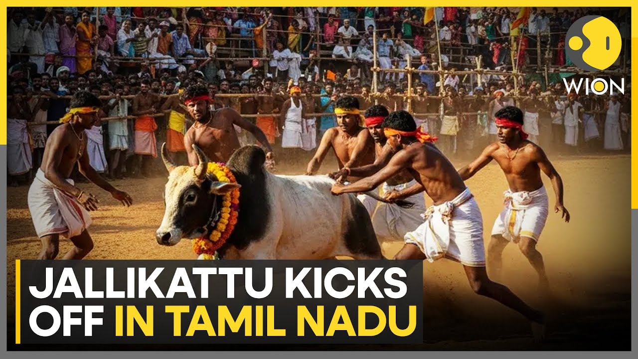 Tamil Nadu: 1000 Bulls, 500 Tamers Take Part in Controversial Sport | WION NEWS