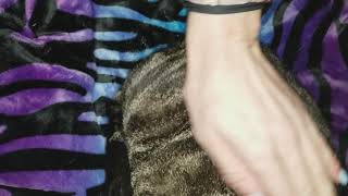 Craigslist: Feral Fat Cat For Free