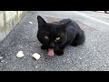 Ecco I Gatti Di Teenager S Ethology