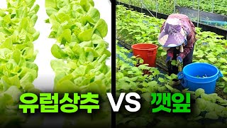 깻잎 18동을 하다 포기한 이유 ㅣ  유럽상추 도전기 ㅣ 인건비가 심각한 이유