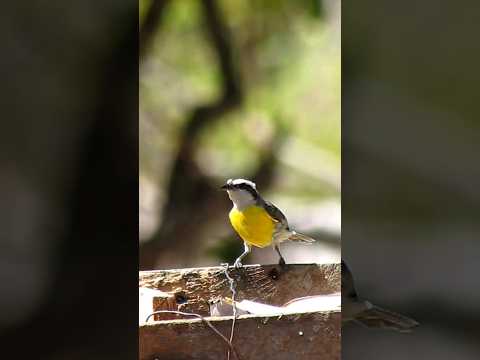 #Cambacica #sibite #comendo #fruta #natureza #shorts