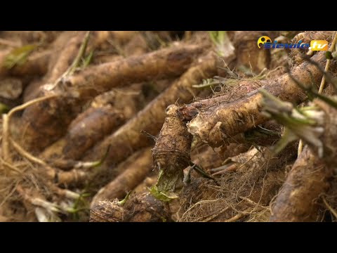 THE HORSERADISH HARVEST IS OVER - siewie.tv