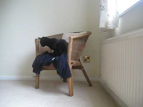 Shanti - a cat grieving?