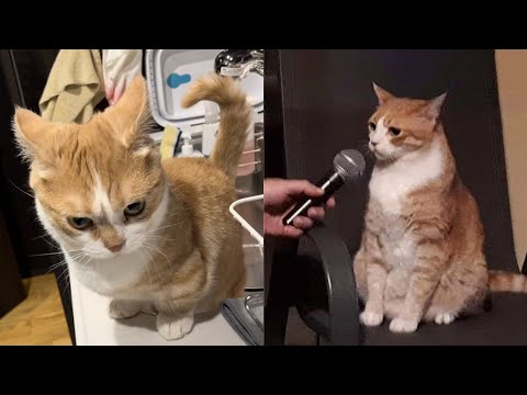 Try Not To Laugh 🤣 New Funny Cats And Dogs Video 😹 #57