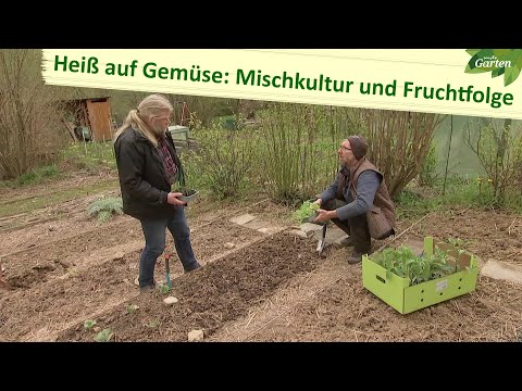 , title : 'Gute Nachbarn, schlechte Nachbarn: Fruchtfolge und Mischkultur auf dem Beet | MDR Garten'