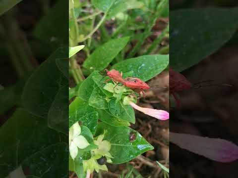 Crazy bugs - doing the Tango??