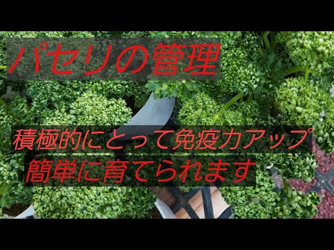 パセリについて詳しく解説