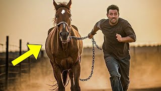 Man Rescues a Horse Chained for Its Entire Life—What Happened Next Surprised Everyone
