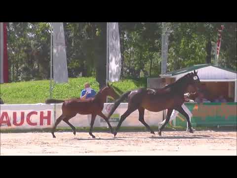 Cantona vom Voglgut - Fohlenchampionat Stadl Paura 2017