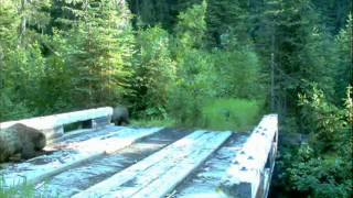 Grizzly bear with cubs rubbing on a bridge