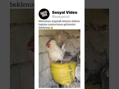 Menemen yapmak isteyen abimiz taptaze yumurtanın gelmesini beklemiş 😄