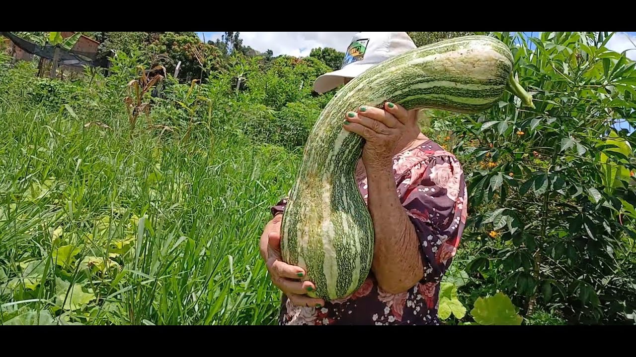 Mais um dia na chácara feliz na colheita da abobora #roça #foryou
