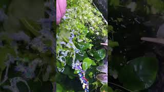 3 Min. Aquarium Transformation #aquascaping #aquascape #reaction   #comment #thoughts