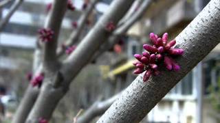 Brad Mehldau: Intro (Someone to Watch Over Me)