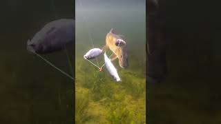 3 dead herrings vs 1 pike. Who wins? Take 1. #short #new #fishing