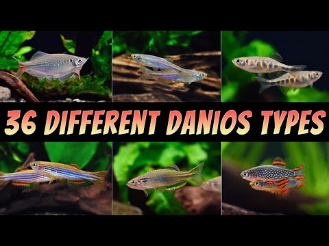 36 Different Types Of Danio Fish - The Best Rare & Common Aquarium Danios