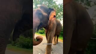 A Mamãe Elefante Surpreendeu à Todos 🐘❤️