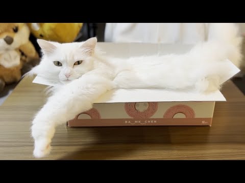 今日の箱＃5【おとなのばあむ〔いちご〕】