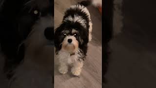 Cavachon Puppies Videos