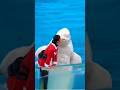 Dolphin Show Cute Dolphin In Swiming Pool Shorts Short