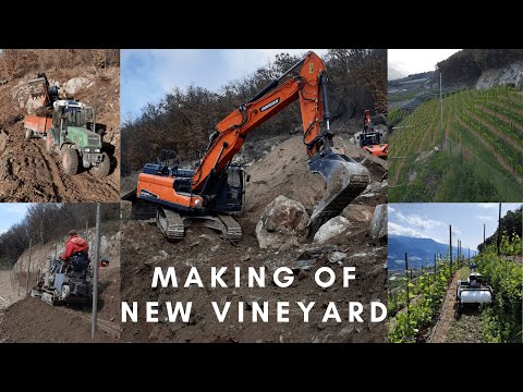 Ein neuer Weinberg entsteht...
