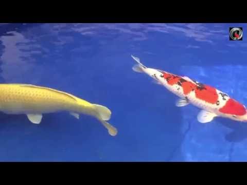 BKS 2016 koi show Grand Champion B FR