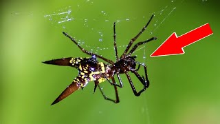 10 САМЫХ НЕВЕРОЯТНЫХ ПАУКОВ