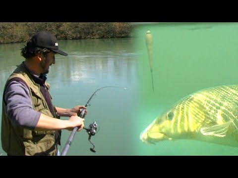 Pecanje na plovak - skobalj i mrena na reci Drini | Fishing on float