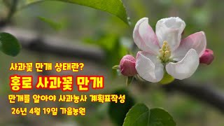홍로 사과꽃 만개 사과꽃 만개 상태란? 만개날자를 알아야 사과농사 일년 계획표를 만들수 있다 괴산가을농원 