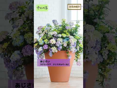 アジサイを再び育てるにはどうすればよいですか？この春、植物を再び成長させるための 3 つの重要なアクション  庭園