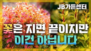 기다리지마세요..그냥 매일 보면서 즐기세요_컬러조경의 대표_매자나무!  JB가든센터 대림묘목농원