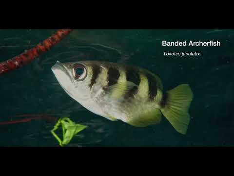 5 Silvery A - scuba diving video