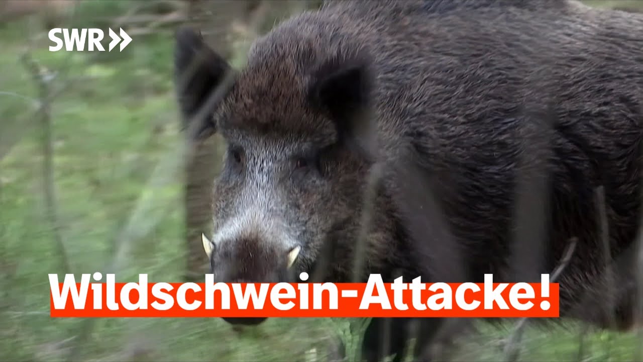 Angriff im Weinberg: Was tun? | Zur Sache! Rheinland-Pfalz