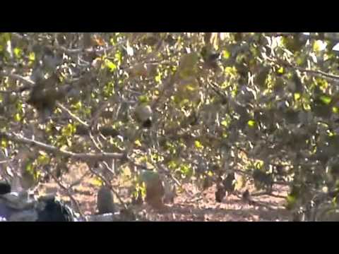 اشتباكات بين مقاتلي كتيبة دار الهجرة وقوات النظام في حاجز المكاتب في منطقة صوران في ريف حماة