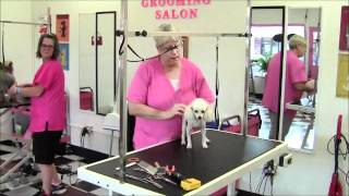 Hot Dogs Grooming Salon Angleton - Texas