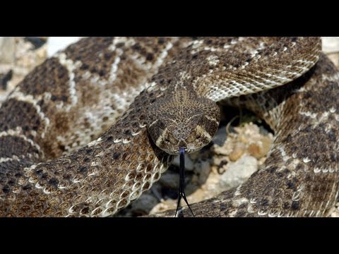 "What the Rattlesnake Said," by Vachel Lindsay