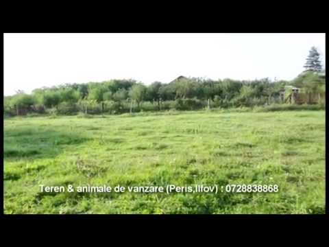 Teren de vanzare - Peris, Ilfov