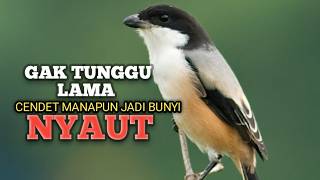 Download lagu CENDET GACOR Ampuh buat PANCINGAN Cendet agar EMOSI jadi NYAUT BUNYI BONGKAR MATERI ISIAN  mp3