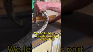 Snouted cobras can be really lovely! Here is a venom extraction. Naja annulifera #naja #venomous