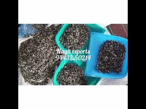 MORINGA SEEDS ( Lamu Seeds)