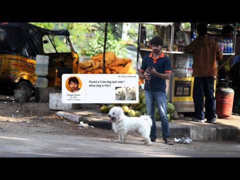 ting ting - Dog Missing