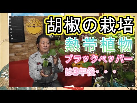 コショウ植物、黒コショウ 植物