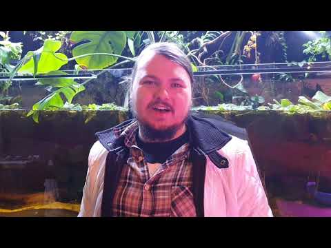 Makropoden - Haltung und Fütterung mit Lebendfutter von Pflanzen im Aquarium