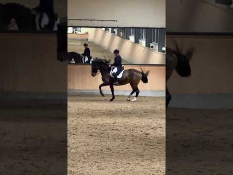 Turnierbericht Grand Prix Troisdorf: Ein Abend voller Drama und Lerneffekte 🌟🐴